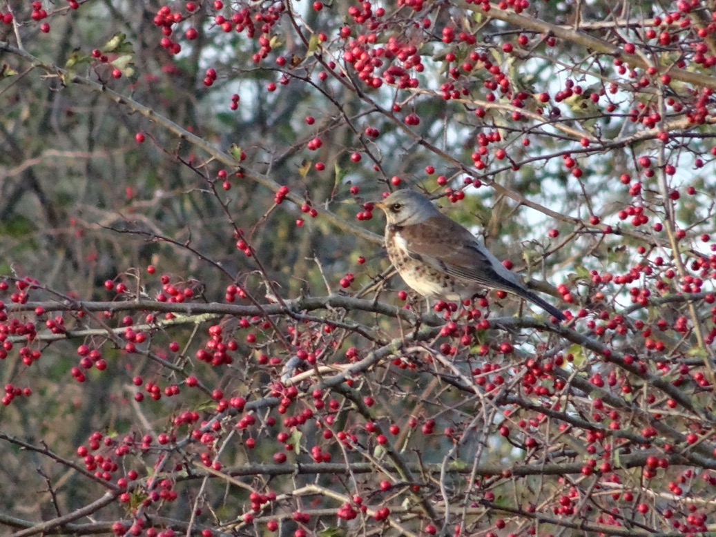 kramsvogel