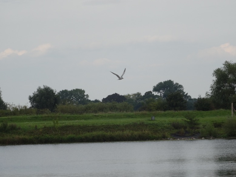 visdiefje