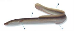 aal-of-paling_250x350_65963.png