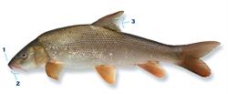 barbeel_250x350_65969.png