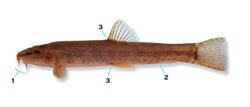 bermpje_250x350_65973.png