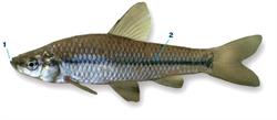 blauwband_250x350_65976.png
