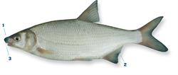 blauwneus_250x350_65977.png