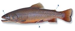 bronforel_250x350_65981.png