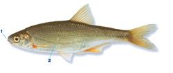 gestippelde-alver_250x350_65988.png