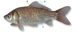 giebel_250x350_65989.png