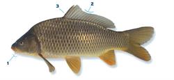 karper_250x350_65998.png