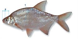 kolblei_250x350_66001.png