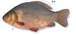 kroeskarper_250x350_66003.png