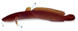 kwabaal_250x350_66004.png