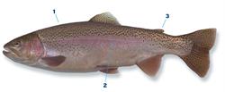 regenboogforel_250x350_66008.png