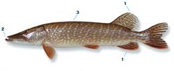 snoek_250x350_66019.png