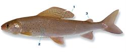 vlagzalm_250x350_66026.png
