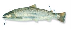 zeeforel_250x350_66030.png