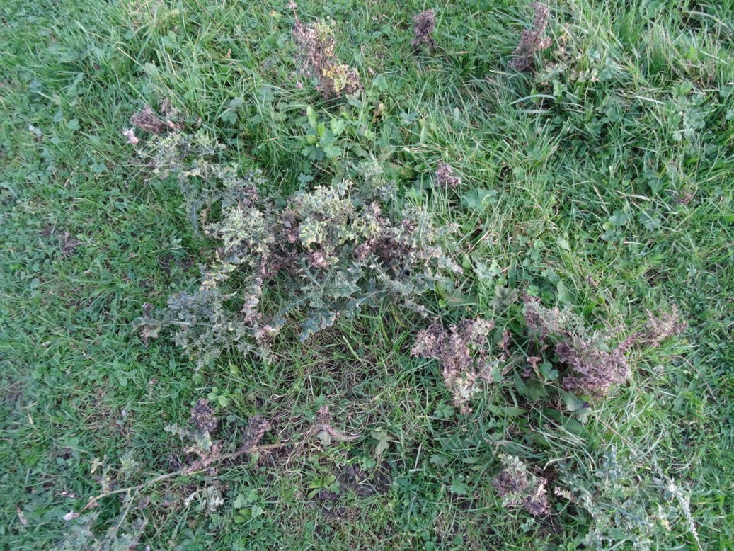 polakkerdistel