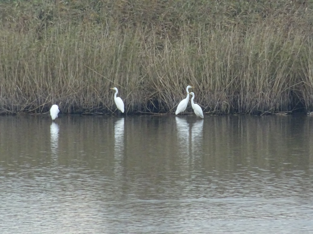 zilverreigers
