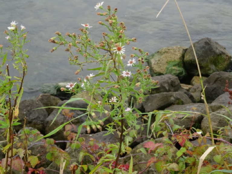 aster4