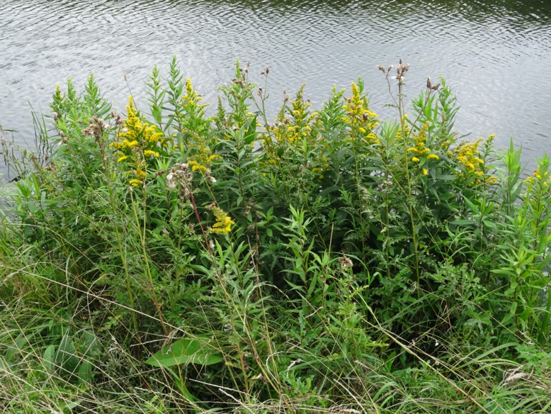 guldenroede